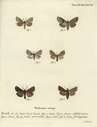 Dingy shell, dusky marbled brown and brown rustic