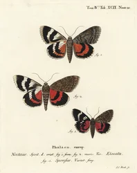 French Red Underwing and Dark Crimson Underwing Variety. Handcoloured Copperplate Engraving by Johann Carl Bock