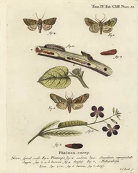 Frosted orange moth, Gortyna flavago 1,2, and angle shades, Phlogophora meticulosa 3-7. Handcoloured copperplate engraving by Johann Carl Bock after Eugenius Johann Christoph Esper’s Die Schmetterlinge in Abbildungen nach der Natur, Erlangen