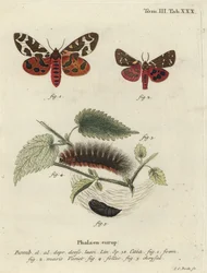 Garden Tiger Moth or Great Tiger Moth, Arctia caja