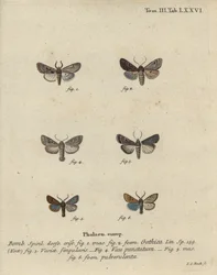 Hebrew character, black-spot chestnut, small quaker moth, etc.