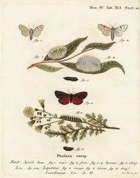 Miller Moth and Cinnabar Moth. Handcoloured Copperplate Engraving by Johann Carl Bock