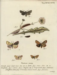 Red-line quaker, clouded buff and flounced chestnut