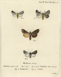 Trichosea ludifica 1,2, southern rustic, Rhyacia lucipeta 3, and Lamprosticta culta 4. Handcoloured copperplate engraving by Johann Carl Bock after Eugenius Johann Christoph Esper’s Die Schmetterlinge in Abbildungen nach der Natur, Erlangen