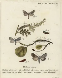 Wormwood Moth, Alder Moth, and Cucullia Tanaceti. Handcoloured Copperplate Engraving by Johann Carl Bock after Eugenius Johann Christoph Esper’s Die Schmetterlinge in Abbildungen nach der Natur, Erlangen