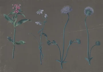 Study of Three Flowers