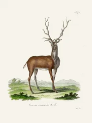 Elk