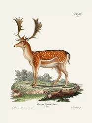 European Fallow Deer