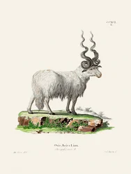 Ovis Aries