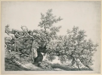 Tree Study. Fallen Trunk with Exposed Roots