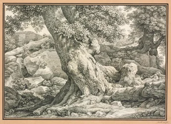 Tree Study on Rocky Terrain