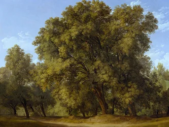 Forest Scene