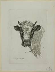 Head of a Young Bull, from Die Zweite Thierfolge