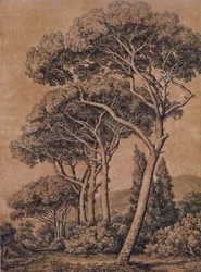 Schirmpinien 1791