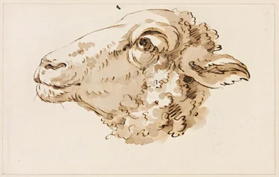 Head of a Sheep Facing Left
