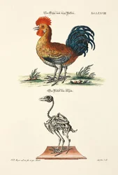 A Rooster with Three Feet and its Skeleton