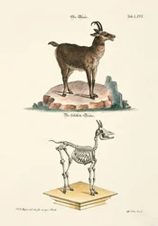 Chamois and its Skeleton