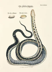 Common Snake with Eggs