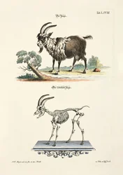 Domestic Goat and its Skeleton