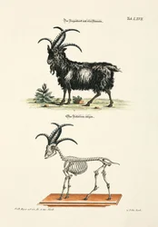 Four-horned Goat and its Skeleton