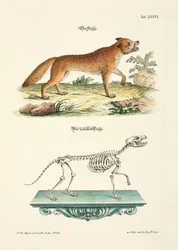 Fox and its Skeleton