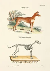 Greyhound and its Skeleton