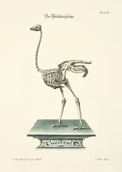 Ostrich Skeleton
