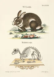 Rabbit and its Skeleton