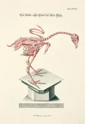 Rare Red Skeleton of a Chicken