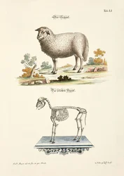Sheep and its Skeleton