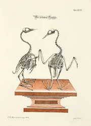 Skeleton of the Diver