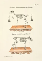 Skeletons of a Three-Legged Fallow Deer Calf and Piglet