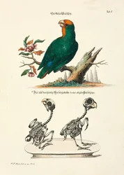 Small Parrot with Skeletons