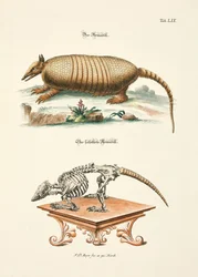The Armadillo and its Skeleton