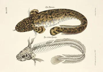 The Burbot and its Skeleton