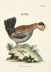 The Chicken
