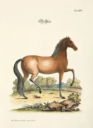 The Horse