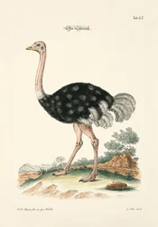 The Ostrich