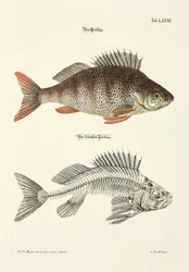 The Perch and its Skeleton
