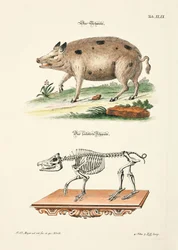 The Pig and its Skeleton