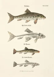 The Trout, the Gudgeon and their Skeletons