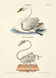 The Swan and its Skeleton