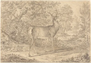 A Splendid Young Stag before a Wattle Fence