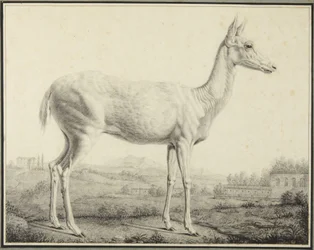 Deer