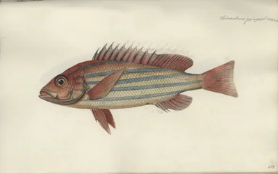 Lutjanus quinquelineatus, before 1790