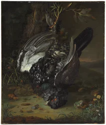 A blackcock in a wooded landscape, 1747