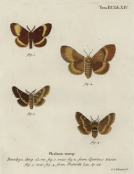 Oak Eggar and Grass Eggar Moths
