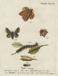Poplar Lappet and Small Lappet Moths