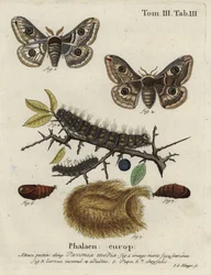 Sloe emperor moth, Saturnia spini.