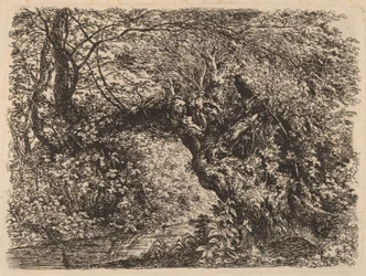 An Old Willow by a Stream